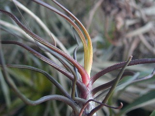 開花 Blooming Tillandsia'